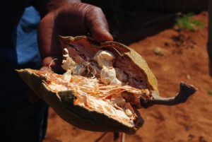 Fruit de Baobab/ Santé