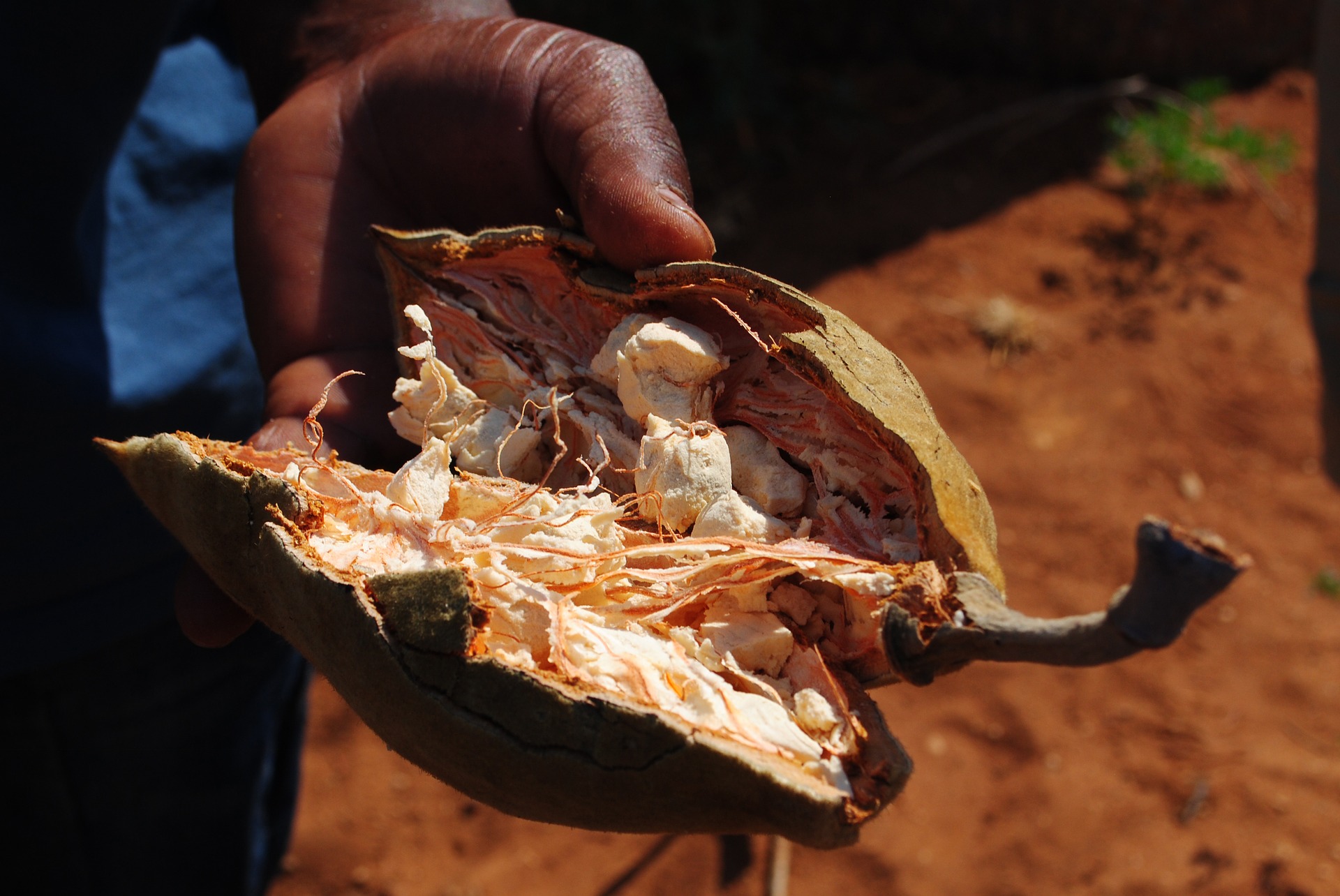 Bouye – Le superfruit du Sénégal